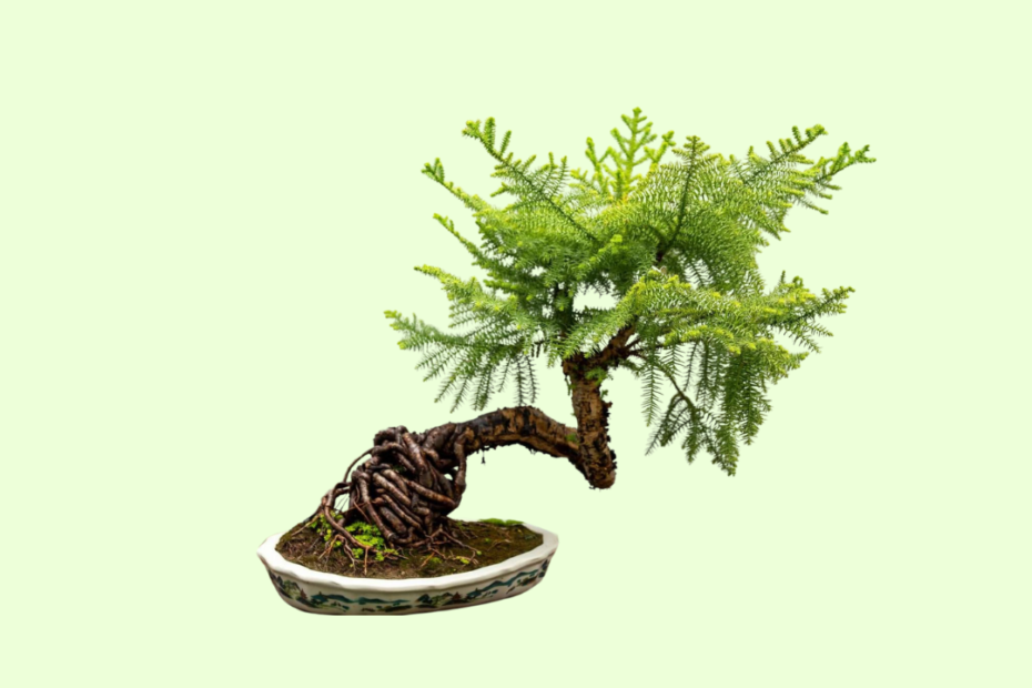 Bald Cypress Bonsai Care Guide