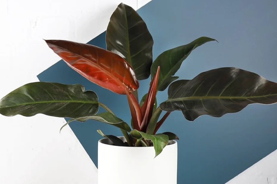 Philodendron Imperial Red Care Guide