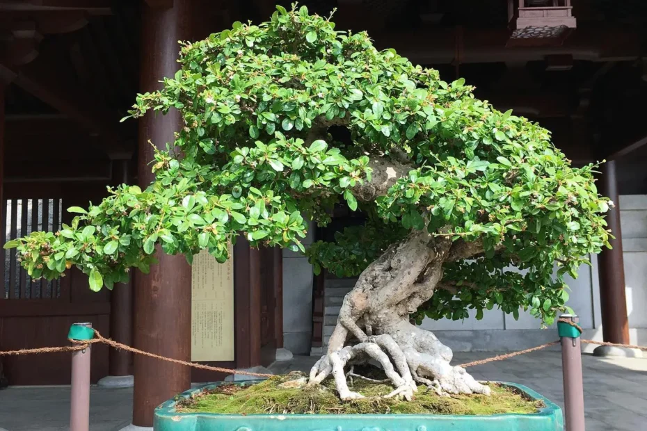 Fukien Tea Bonsai Care Guide