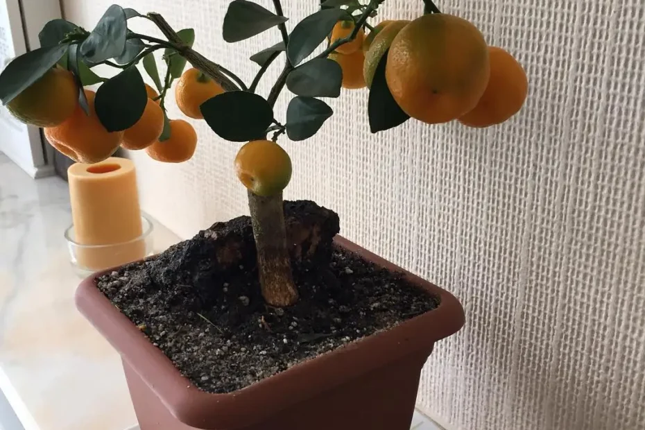 Bonsai Orange Tree Care Guide