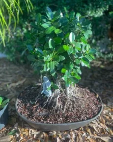 Instagram @florida_bonsai_guy