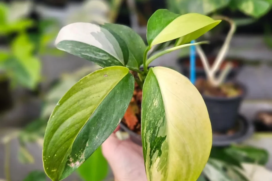 Philodendron White Knight Care Guide