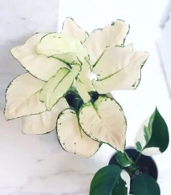 Instagram @ilovebeautifulplants88