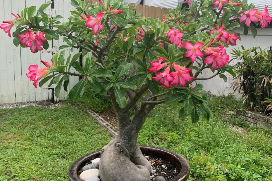 Desert Rose Bonsai Care Guide