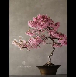 Instagram @rinha_bonsai