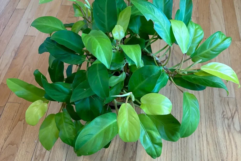 Lemon Lime Philodendron Care Guide