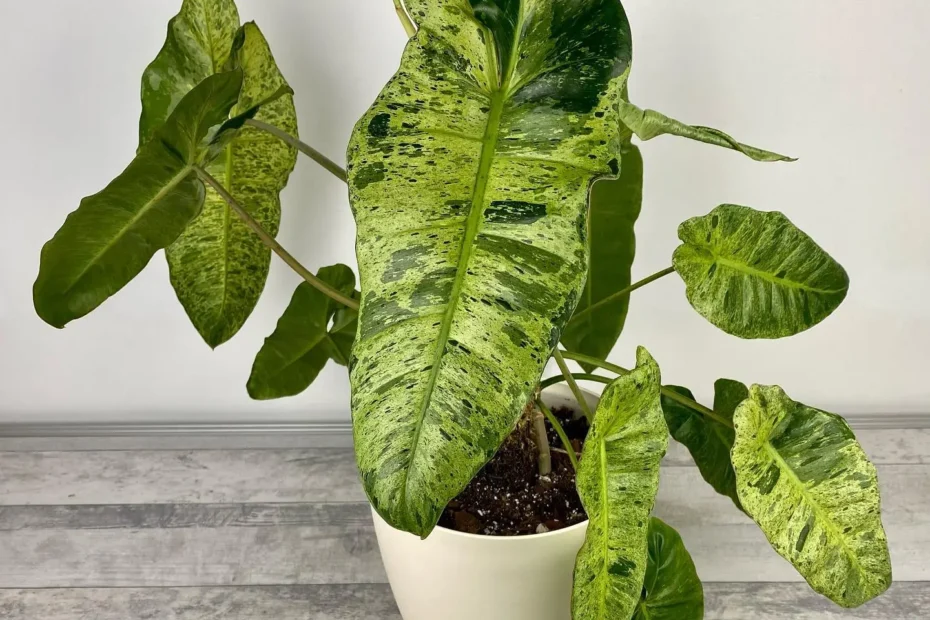 Philodendron Paraiso Verde Care Guide