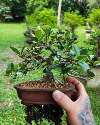 Instagram @wncbonsai