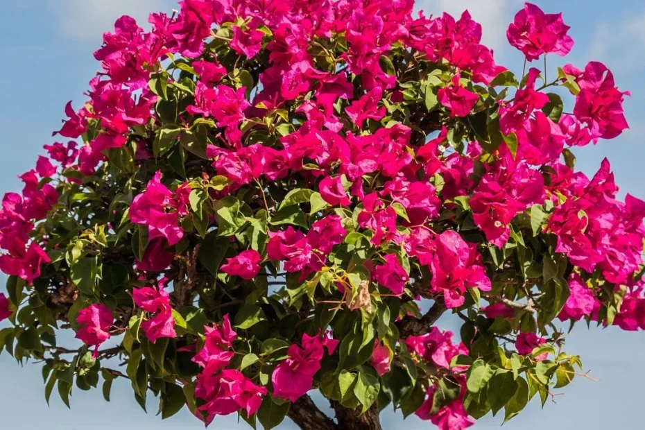 Flame Tree Bonsai Care Guide