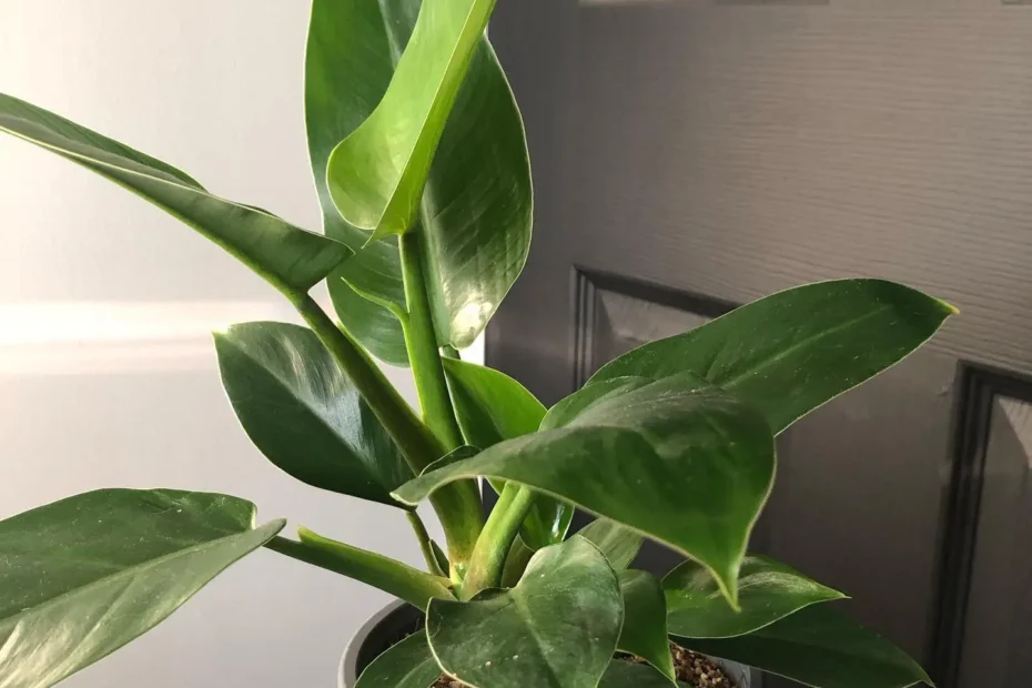 Philodendron Imperial Green Care Guide