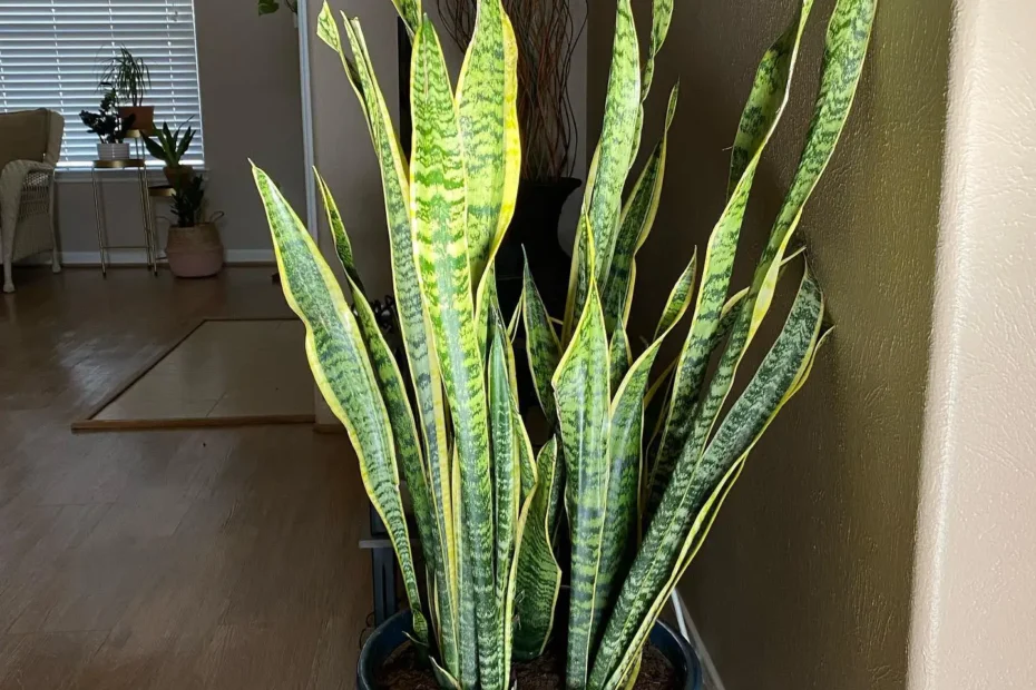 Tall Snake Plant Care Guide