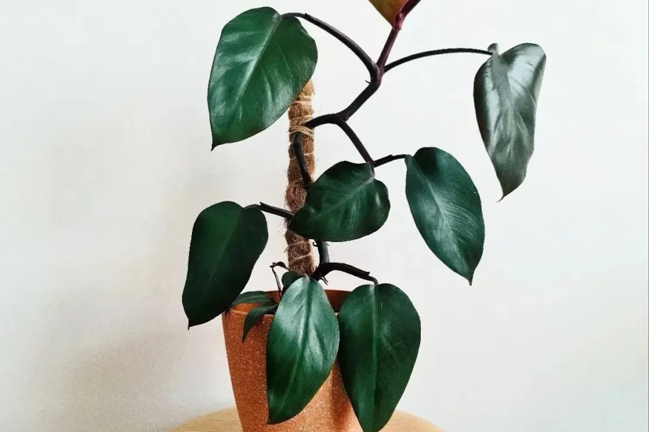 Dark Lord Philodendron Care Guide