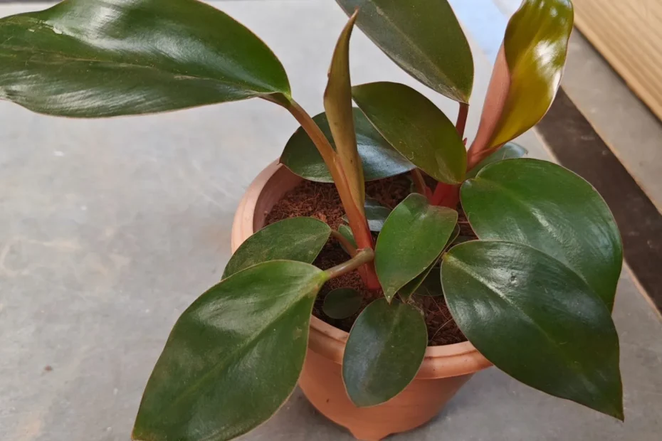 Philodendron Congo Rojo Care Guide