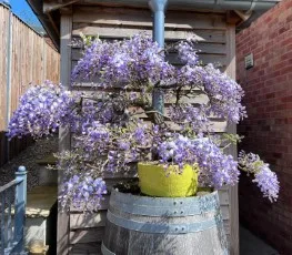 Wisteria Bonsai Tree