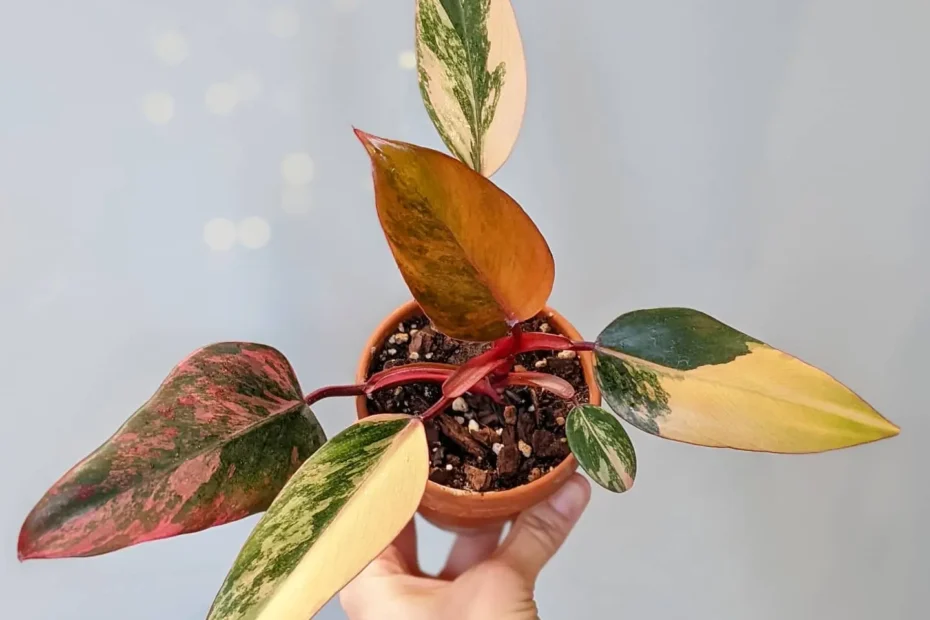 Philodendron Red Emerald Care Guide