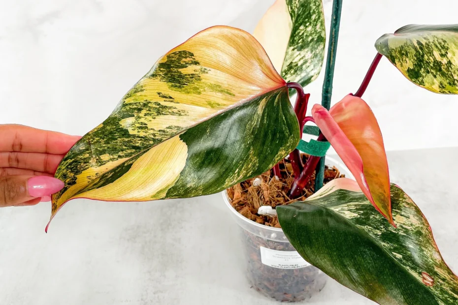 Rare House Plants Care Guide