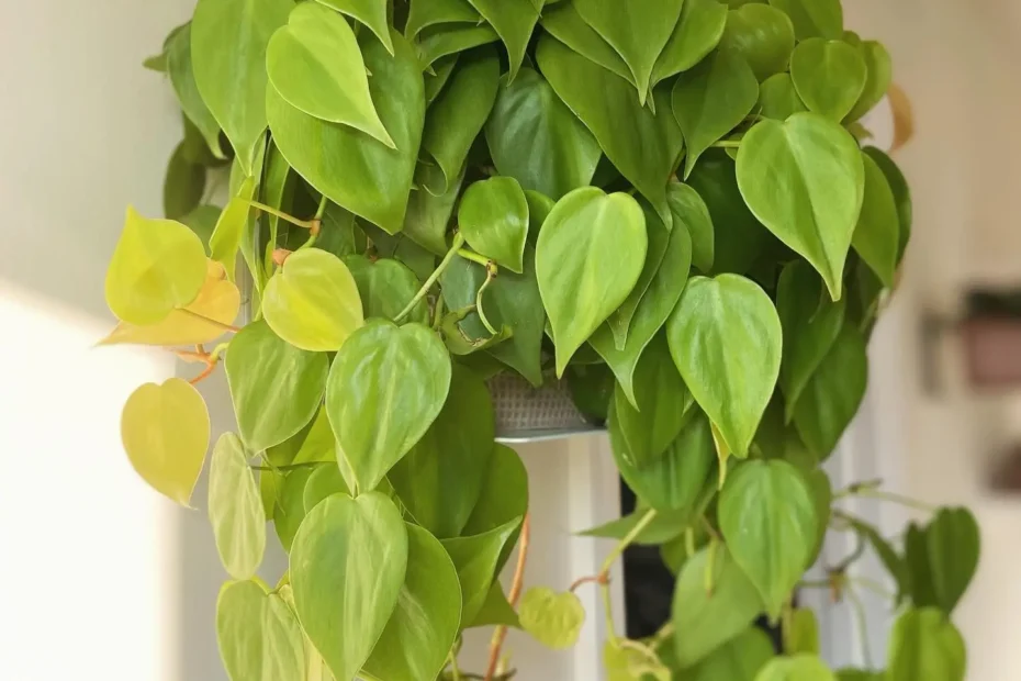 Philodendron Lemon Lime Care Guide