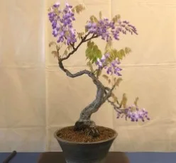 Wisteria Bonsai Tree Care Guide