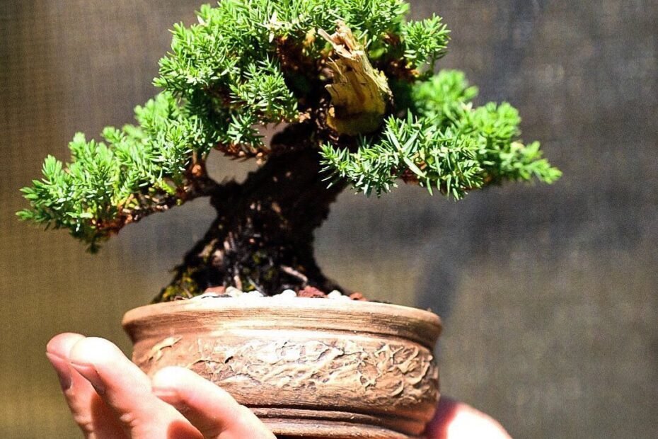 A Comprehensive Guide to Green Mound Juniper Bonsai Trees