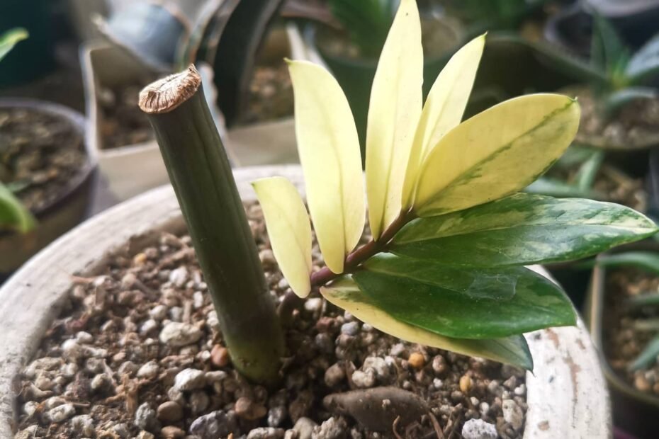 Discovering the Variegated ZZ Plant: A Guide to Care and Cultivation