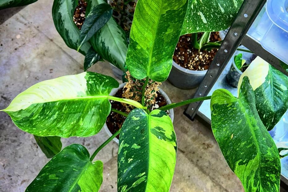 The Complete Guide to Jose Buono Philodendron Care