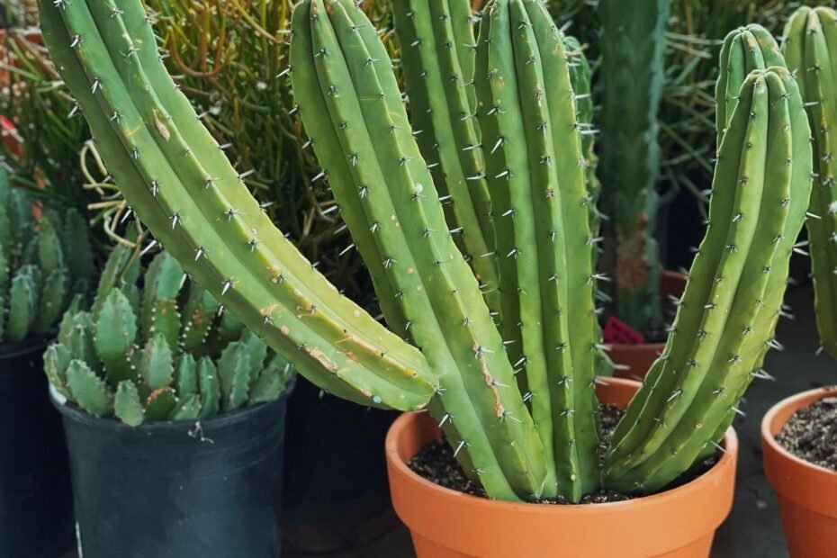 The Blue Myrtle Cactus: A Comprehensive Guide