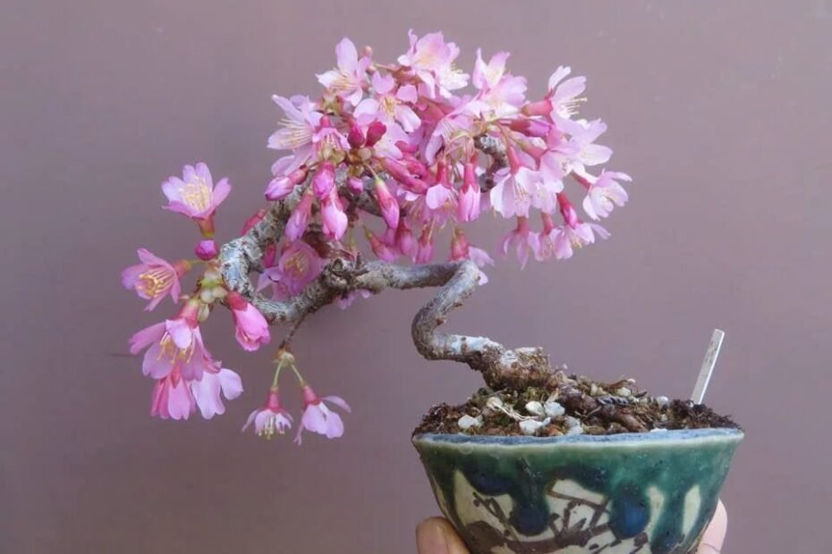 Cherry Bonsai Tree Care: A Comprehensive Guide