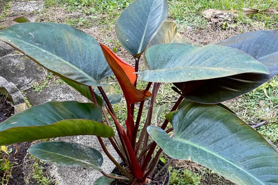 Rojo Congo Philodendron: A Comprehensive Guide